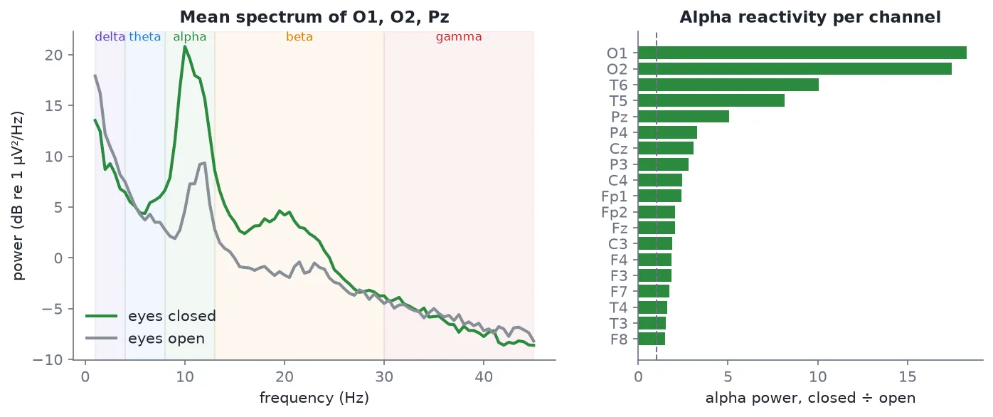 EEG power spectrum of O1, O2 and Pz with eyes closed versus eyes open, showing a 10 Hz alpha peak, and alpha reactivity per channel strongest at O1 and O2